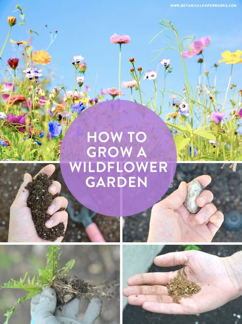 Wildflower Garden Bed, Plant Garden Design, Wildflower Gardens, Wildflowers Garden, Small Flower Gardens, Grow Wildflowers, Wild Flower Meadow, New Garden, Cut Flower Garden