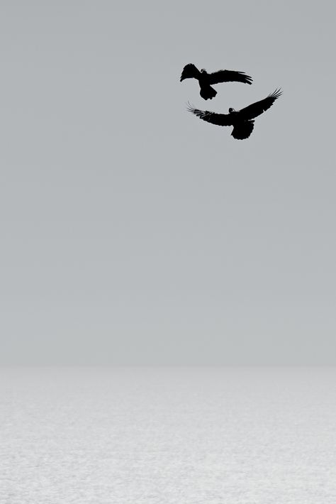 Minimalist Photography, Seni Arab, Minimal Photography, Fotografi Editorial, Dark Photography, Birds Flying, Pics Art, White Aesthetic, Aesthetic Photography