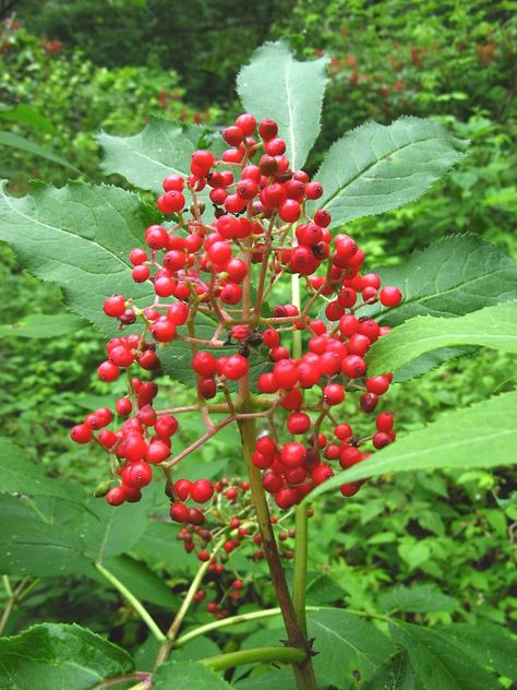 Sambucus racemosa (red elderberry): Go Botany Botany, Red Elderberry, Sambucus Racemosa, New England States, Parts Of A Flower, Winter Colors, Native Plants, New England, Brown And Grey