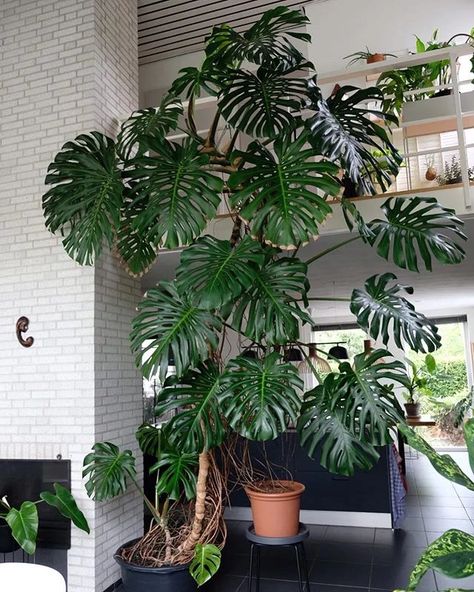 Monstera Plant Decorating Ideas ... Big Indoor Plants, Plant Delivery, Plant Decor Indoor, Interior Plants, Monstera Plant, Plant Aesthetic, House Plants Decor, Monstera Deliciosa, Room With Plants