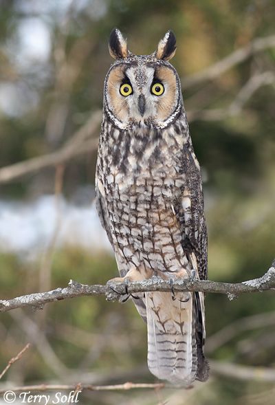 Long-eared Owl as a species of "Least Concern". Description from sdakotabirds.com. I searched for this on bing.com/images Owl Species, Awesome Owls, Short Eared Owl, Owl Photography, Nocturnal Birds, Long Eared Owl, Burrowing Owl, Barred Owl, Owl Photos