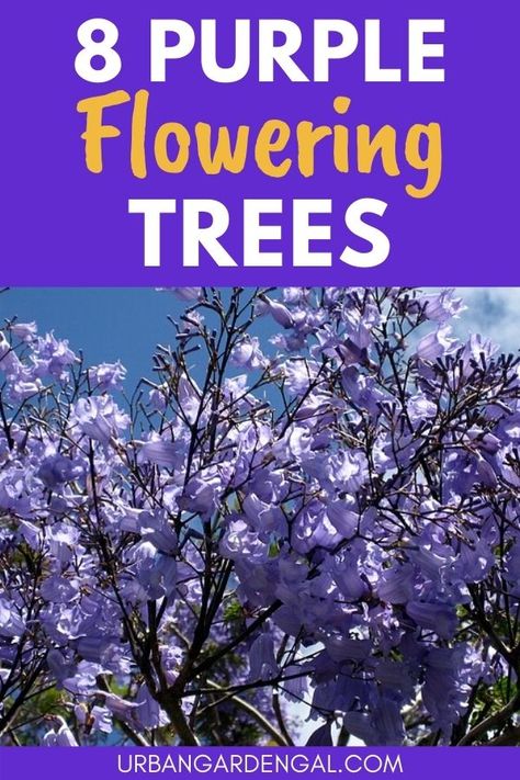 Purple flowering trees Purple Leaf Tree, Purple Garden Ideas, Trees With Purple Flowers, Purple Flower Garden, Purple Flowering Tree, Purple Perennials, Florida Trees, Purple Flowering Plants, Garden Purple