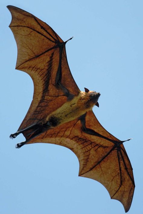 Bat Wings Costume, Fox Bat, Bat Species, Arkham Origins, Amazing Animal Pictures, Fruit Bat, Gentle Giant, Dragon Art, Creature Design