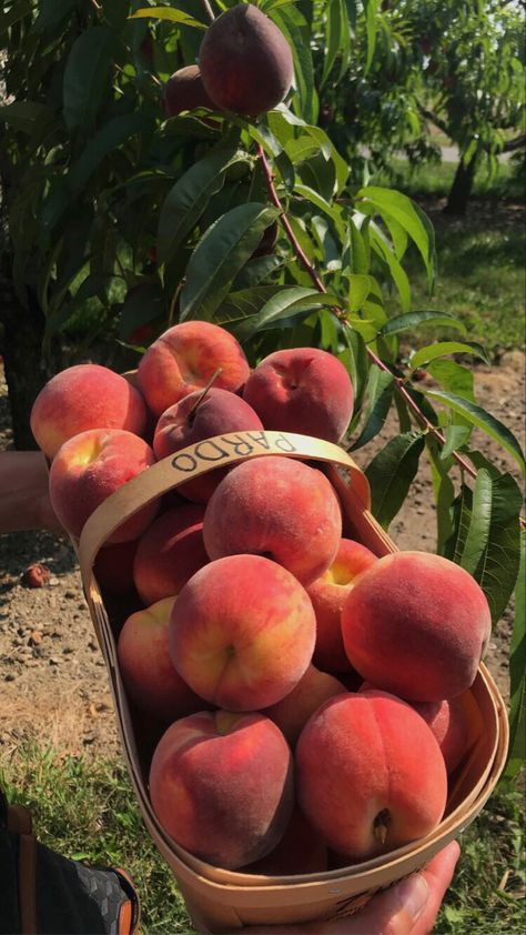 Snack Station, Farm Lifestyle, Girl Dinner, Fruit Garden, Italian Summer, Toronto Ontario, Food Obsession, Fruit Basket, Pretty Food