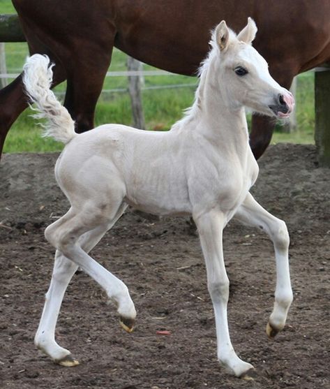 Prancing foal / arvalon.de Horse Foals Aesthetic, Horse Refrence Pose, Horse Full Body Photo, Horse Dynamic Pose, Horses Poses, Foal Reference, Horse Poses Reference, Horse Reference Photos, Horse Prancing