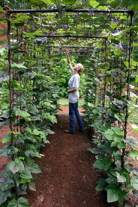 Vertical Vegetable Garden Ideas | Smart Money Simple Life Vertical Vegetable Gardens, Vertical Vegetable Garden, Garden Vines, Backyard Vegetable Gardens, Vegetable Garden Design, Hydroponic Gardening, Fruit Garden, Garden Bed, Garden Structures