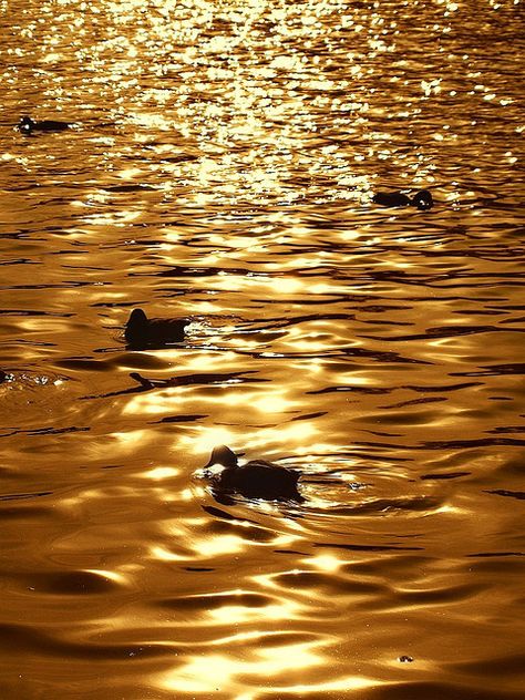 kendrasmiles4u: “Birds’ silhouettes by tanakawho on Flickr. @kendrasmiles4u ” Golden Goddess, Bird Silhouette, Gold Aesthetic, Colorful Life, Golden Glitter, Water Art, Photo Wall Collage, Shades Of Gold, Purple Gold