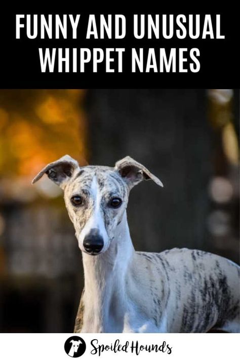 Looking for a great whippet name? Check out these funny, unique, and unusual dog names. They are so clever and creative! See the best list with pictures of cute whippets and their awesome names. #whippet #doglovers #dognames #sighthound #dogideas #dogowner #dogsandpuppies #petdogs #petowners Log Animals, Unusual Dog Names, Italian Whippet, Dogs Names List, Greyhound Puppies, Whippet Mix, Italian Greyhound Puppies, Whippet Puppies, Ibizan Hound