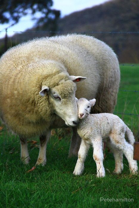 Country LIving ~ Mama with baby lamb Baby Sheep, Sheep And Lamb, A Sheep, Sweet Animals, The Grass, Animal Photo, 귀여운 동물, Animals Friends, Beautiful Creatures