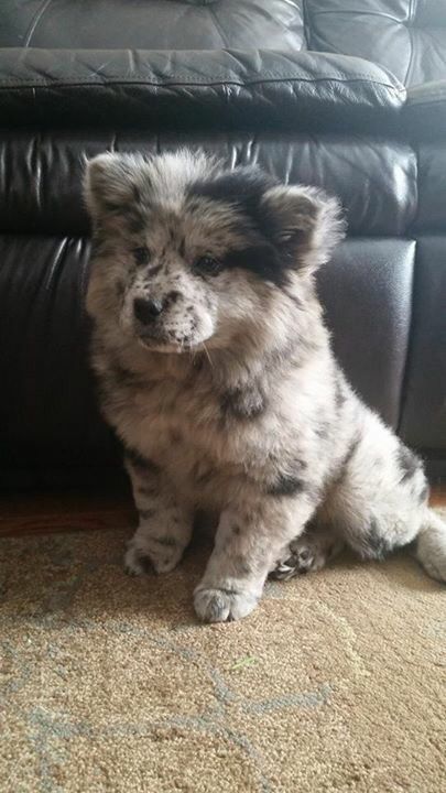 Chow Chow Puppies, Chow Puppies, Chow Chow Mix, Chow Chow Dog, Chow Dog, Dog Mixes, Australian Shepherd Dogs, Pretty Dogs, Best Dog Breeds