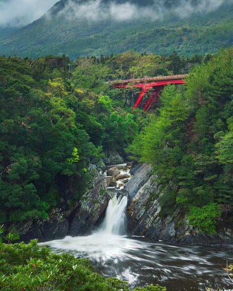 Japanese Countryside, Yakushima, Japan Landscape, Kagoshima, Cedar Trees, Aesthetic Japan, Remote Island, Travel Pins, Visit Japan