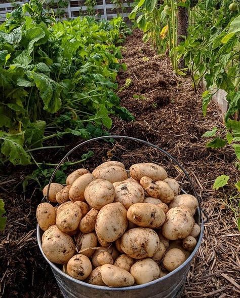 Food Forest Garden, Farming Business, Food Forest, Forest Garden, Dream Garden, Agriculture, Fruit, Plants