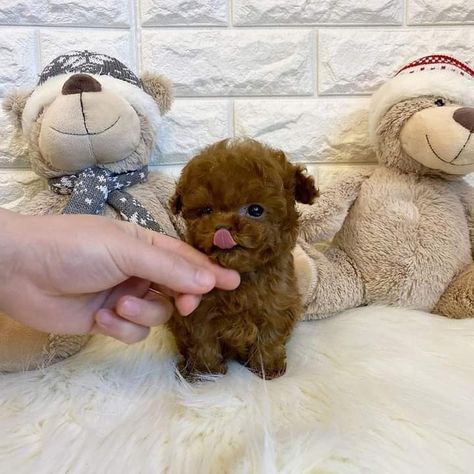 Teacup Poodles For Sale, Pretty Puppies, Teacup Poodle, Cute Fluffy Dogs, Cute Teacup Puppies, Poodle Puppies For Sale, Cute Dog Wallpaper, Dog Line Art