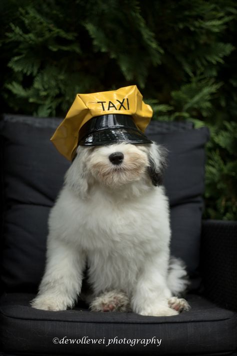 https://flic.kr/p/wFdPm7 | your taxi driver is ready.... Pet Taxi, Pet Cows, Sheep Dogs, Sheep Dog, Dog Playing, Puppy Accessories, Dog Sketch, Taxi Cab, English Sheepdog