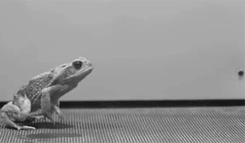 Jump Animation, Uc Irvine, Animal Movement, Animation Sketches, Animated Animals, Animation Tutorial, Animation Reference, Frog And Toad, Reptiles And Amphibians