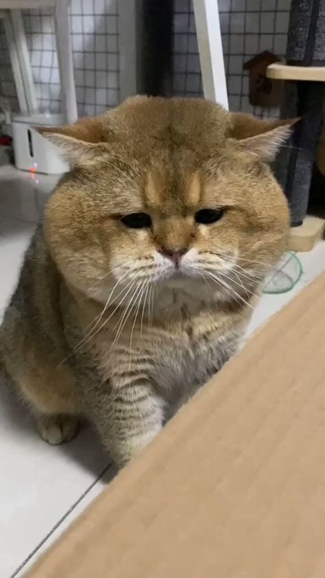 chonky animals 🐾 on Twitter: "Chunky cat🥰 https://t.co/LrCNUn3bdl" / Twitter Chonky Cat, Chunky Cat, Cat Proofing, The Penguin, Going Viral, Cat Room, Cute Cats And Dogs, Cats And Dogs