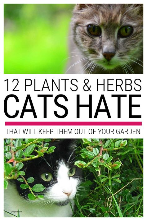 Use these plants cats hate as natural cat repellent to keep them out of the garden and off your flower beds and vegetable garden. These easy to grow plants and herbs can be used as perimeter and border hedging to repel cats from your backyard and garden. #plantscatshate #repelcats #catrepellent How To Repel Cats From Yard, Cat Yard Deterrent, Plants Cats Hate, Cat Repellant Garden, Plants That Repel Cats, Cat Repellant Outdoor, Cat Repellent, Cat Deterrent, Feeding Birds