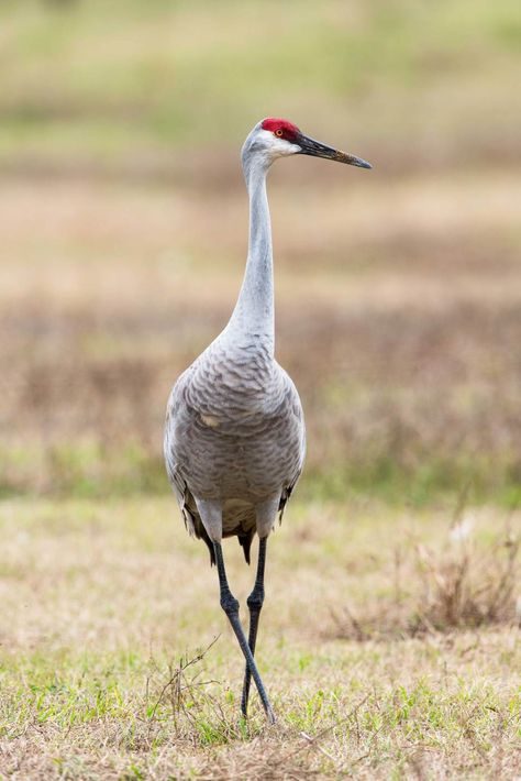 Sandhill-Crane Florida In December, Animal Tarot, Sandhill Cranes, Sandhill Crane, What Is A Bird, Gainesville Florida, Bird Carving, Crane Bird, Shorebirds