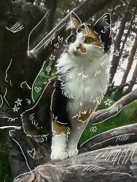 Mask Drawing, Cat Profile, Maybe In Another Life, Warrior Cats Art, Forest Cat, Silly Cats Pictures, Cute Cats Photos, Cat Mask, Animal Masks