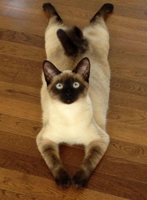 16 Reasons To Never Adopt A Siamese Cat | The Paws Yoga Cat, Double Jointed, Cat Personalities, Siamese Kittens, Kittens Funny, Cute Cats And Kittens, Cute Kittens, Siamese Cats, Beautiful Cats