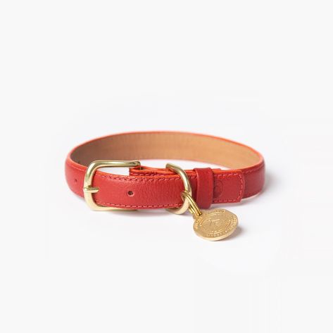 Our pets will always have a place in our hearts, that's why they will transcend through time. Discover timeless elegance with our vibrant red leather dog collar, meticulously handcrafted by skilled artisans in Guatemala. This vibrant yet classy accessory combines high-quality soft leather with durable 100% brass hardware, ensuring both comfort and longevity for your furry friend. Collars For Dogs, Dog Collar Charms, Mini Pinscher, Yorkie Dogs, Leather Dog Collar, Dog Collars & Leashes, Dog Gear, Exclusive Gift, Red Collar