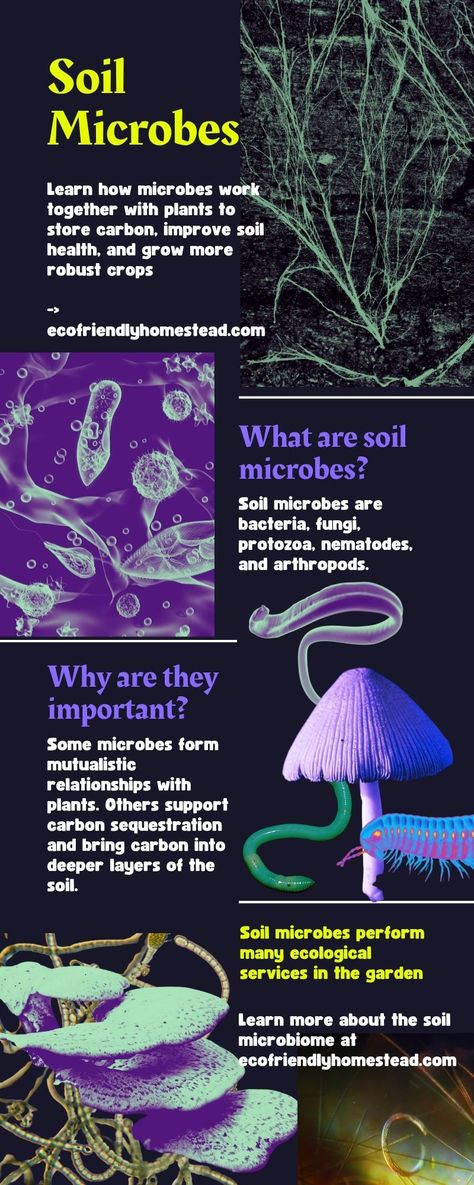 build soil health science Soil Microorganisms, Soil Conservation, Carbon Sequestration, Eco Friendly Garden, Food Tech, Thriving Garden, Sustainable Agriculture, Sustainable Garden, Soil Health