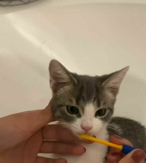 Brushing Cats Teeth, Kitten Teeth, Cat Brushing Teeth, Human Teeth, Cat Pictures, Silly Cats, Brushing, Cat Pics, Brushing Teeth