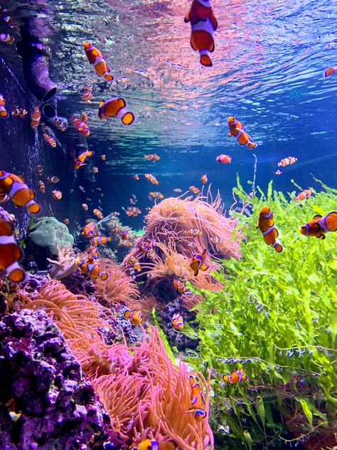 Sea Corals Aesthetic, Coral Ocean Aesthetic, Coral Reefs Aesthetic, Coral Aesthetic Ocean, Coral Reef Aesthetic, Pink Aquarium, Coral Reef Pictures, Marine Wallpaper, Coral Reef Animals