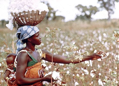 Picking cotton Cotton Plantations, Growing Cotton, Natural Pesticides, Animal Agriculture, Cotton Fields, Agriculture Farming, Cotton Farming, Retail Stores, Gone With The Wind