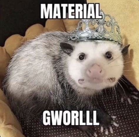 Possum Aesthetic, Casual Geographic, Possum Memes, Possum Art, Possum Funny, Baby Possum, Awesome Possum, Silly Cats Pictures, Trash Panda