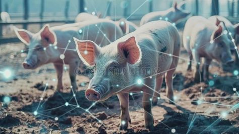 A group of pigs gathered around a feeding trough with each pig wearing a unique tracking tag for accurate feeding and royalty free stock photo Feed Trough, Feeding Trough, A Group, Pigs, Girls Tshirts, Royalty Free Stock Photos, Royalty, Royalty Free, Stock Images