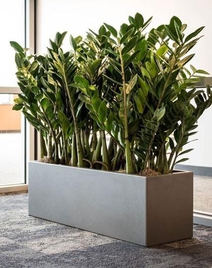 Flower Boxes Ideas, Box Gardens, Indoor Planter Box, Long Planter, Big Planters, Boxes Ideas, Rectangle Planters, Plant Pot Decoration, Rectangular Planters