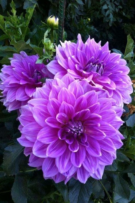 Purple Flowers Garden, Good Morning Flowers Gif, Wonderful Flowers, Beautiful Bouquet Of Flowers, Beautiful Flower Arrangements, Dahlia Flower, Beautiful Rose Flowers, Pretty Plants, Beautiful Flowers Pictures