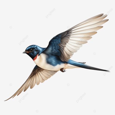 flying swallow bird flying swallow bird animel transparent png Birds Flying Png, Flying Birds Images, Swallows Flying, Swallow Design, Swallow Birds, Flying Swallow, Bird Vector, Bird Flying, Chinese Pattern