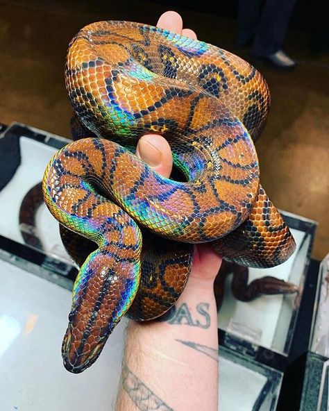 Brazilian Rainbow Boa, Snake Aesthetic, Snake Farm, Danger Noodles, Snake Photos, Burmese Python, Cool Snakes, Rainbow Snake, Pretty Snakes