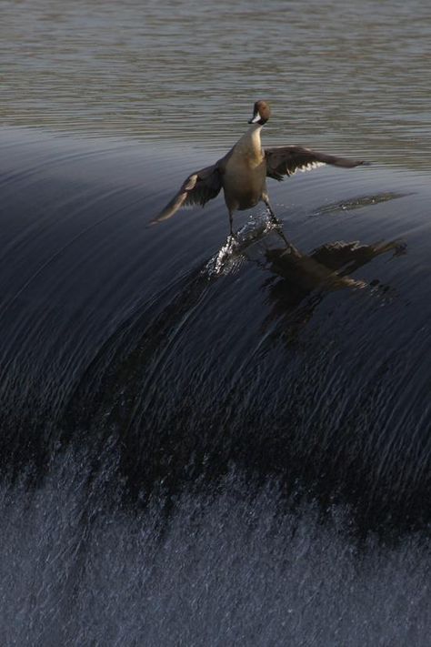 The Sufing duck. The bird's feathery plumage extends his wings into a virtual hang 10! Animals, Water, Bald Eagle