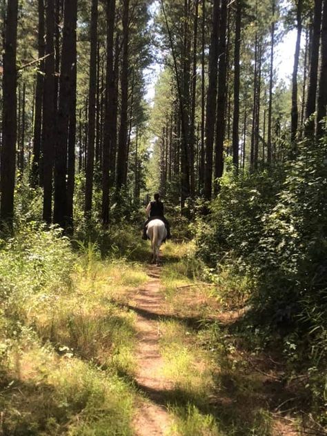 Horse In Forest Aesthetic, Horse Riding Through Forest, Horse Riding Trails, Horse Riding In The Woods, Forest Horse Riding, Horse Riding Forest, English Horseback Riding Aesthetic, Trail Ride Aesthetic, Forest Oaks Equestrian