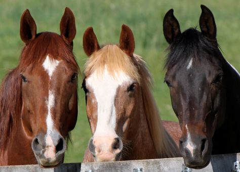 Spirit The Horse, Three Horses, Majestic Horses, Animal Inspiration, Best Of Friends, Majestic Horse, Horse Photos, Beautiful Horses, Ponies