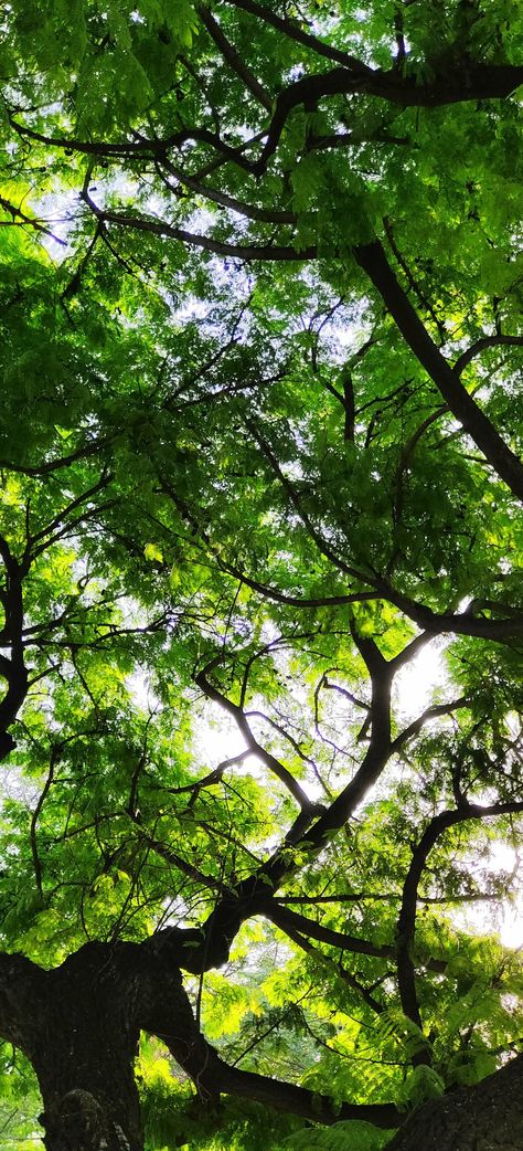 Green tree, tree branches, sky through the tree leaves Beautiful Green Nature Wallpaper, Hd Plant Wallpaper, 8k Wallpaper For Mobile Nature, Wallpaper Hd Nature, 8k Wallpaper For Mobile, Nature Mobile, Full Wallpaper, Green Nature Wallpaper, Punk Wallpaper