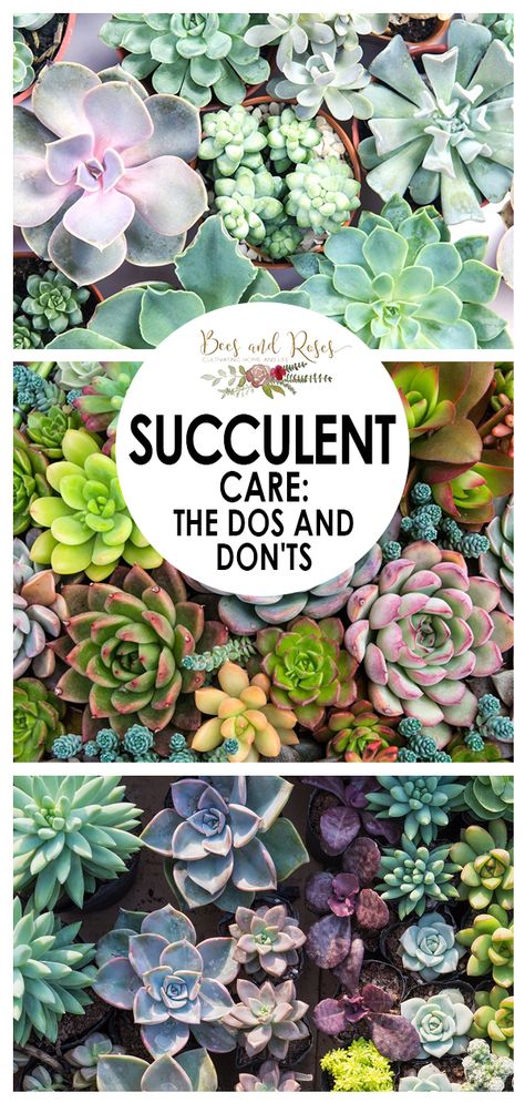 Succulent Garden Outdoor, Succulent Rock Garden, Kaktus Dan Sukulen, Succulent Garden Landscape, Succulent Garden Design, Succulent Landscaping, Succulent Garden Diy, Growing Succulents, Dos And Don'ts