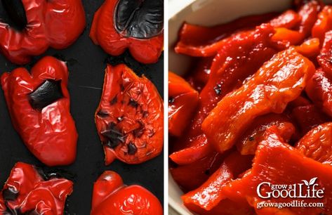 This is a close variation to the classic Italian marinated roasted red peppers that is safe for home canning. Ripe sweet red peppers are roasted, and preserved in a red wine vinegar olive oil marinade flavored with lemon juice, garlic, and oregano. Preserving Peppers In Oil, Preserving Peppers, Canning Hot Peppers, Olive Oil Marinade, Oven Roasted Cherry Tomatoes, Sweet Pepper Recipes, Garlic Infused Olive Oil, Pepper Relish, Pepper Recipes