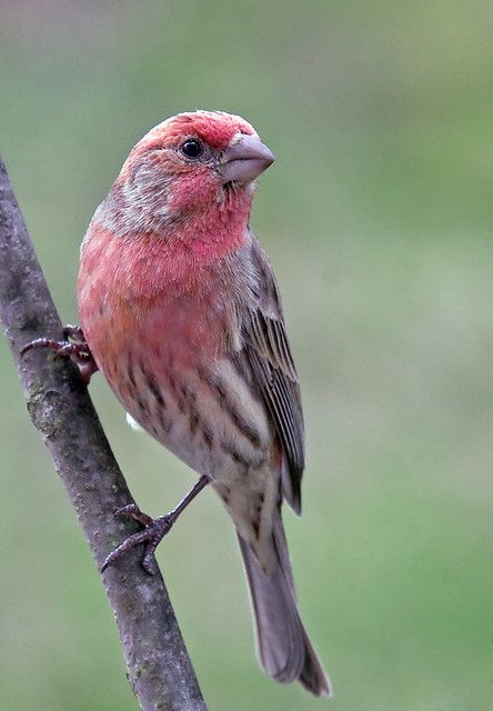 House Finch | House Finch | Al Reid | Flickr Florida Birds, Purple Finch, Finch Bird, House Finch, Bird Images, Finches Bird, Bird Photos, Bird Book, Finches