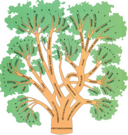 The Indo-European language family tree  (from Anthropology.net, originally from Scientific American, March 1990) Language Family Tree, Language Tree, European Day Of Languages, Language Evolution, Historical Linguistics, Indo European, Language Families, European Languages, Human Language