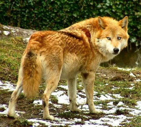 Gold in Urhan (Wolf) or Urshal  (Dire Wolf) form Wolves Aesthetic, Wolves Pack, Wolf Animal, Wolf Photos, Red Fur, Timber Wolf, Wolf Love, Wild Wolf, Red Wolf