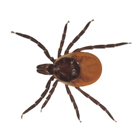 Nervous Ticks For Characters, Remove Ticks From Humans, Removing A Tick From A Person, Types Of Ticks, Tick Removal, Deer Ticks, Earwigs, Creepy Animals, Insect Control