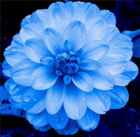 https://flic.kr/p/bp1G5D | Dahlia in Blue Blue Dahlia Flower, Blue Stanley, Flower Topper, Blue Dahlia, Nature Photography Flowers, Flowers For Sale, Flower Meanings, Photography Flowers, Flower Sketches