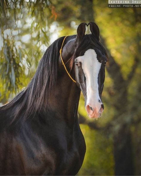 The beauty and charm of Marwari horses are so special 😍 Their curly ears, wise eyes and splendid body make this Indian breed one of my… Marwari Horses, Indian Horses, Black Horses, All The Pretty Horses, Horse Crazy, Horse Equestrian, Horse Photos, Pretty Horses, Ideas Pictures