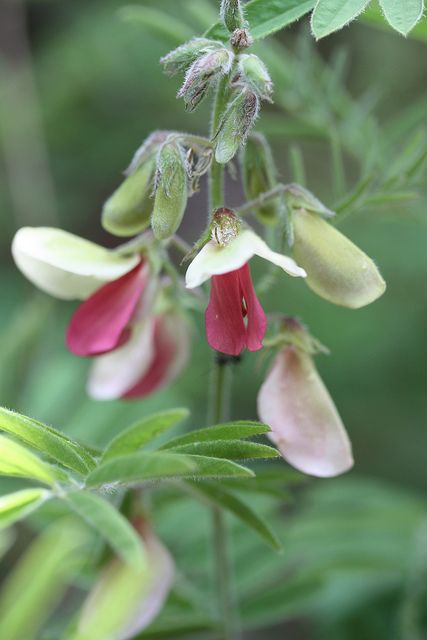 Goat's Rue (Tephrosia virginiana) Rue Flower, Goats Rue, Habitat Garden, Perennial Flowers, Diy Landscaping, Flowers Perennials, Native Plants, Perennials, Goats