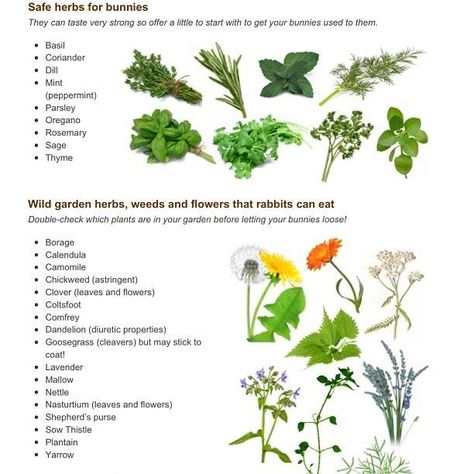 These herbs, weeds, and flowers are SAFE for your BUNNY to eat ... just be sure that they have NOT been sprayed with chemicals. :0) What Bunnies Can Eat, What Rabbits Can Eat, Foraging Box For Rabbits, Rabbit Diet Plan, Rabbit Veggie List, Bunny Hacks, Bunny Tips, Bunny Owner, Rabbit Facts