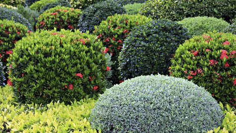 12 Favorite Cold Zone Shrubs | Grow Beautifully Shrubs For Landscaping, Shade Loving Shrubs, Landscaping Shrubs, Shade Shrubs, Landscaping Around Trees, Low Maintenance Shrubs, Bushes And Shrubs, Hedging Plants, Plant Zones